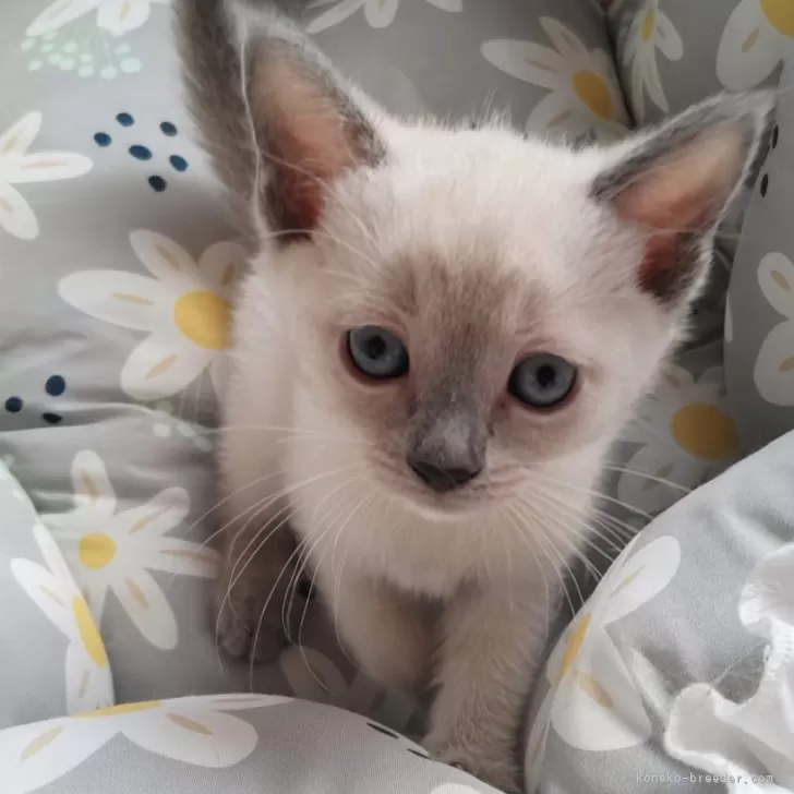 ID:2408-02690の子猫
