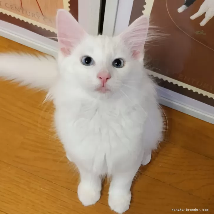 ID：2407-00964の子猫