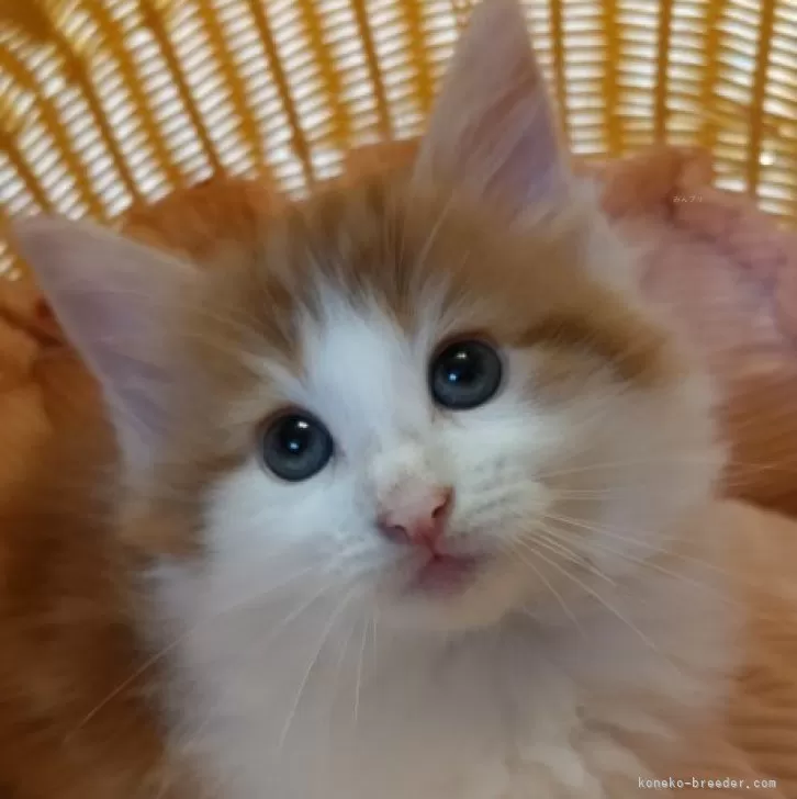 ID:2407-00975の子猫