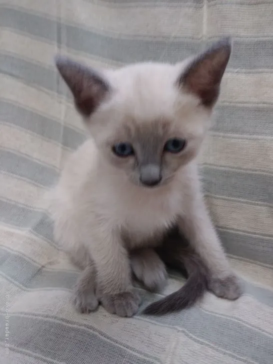 ID：2105-00621の子猫