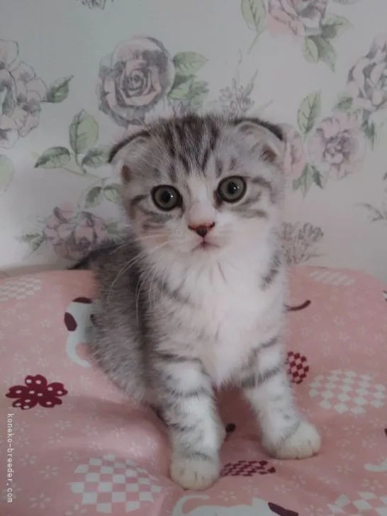 ID:2109-00953の子猫