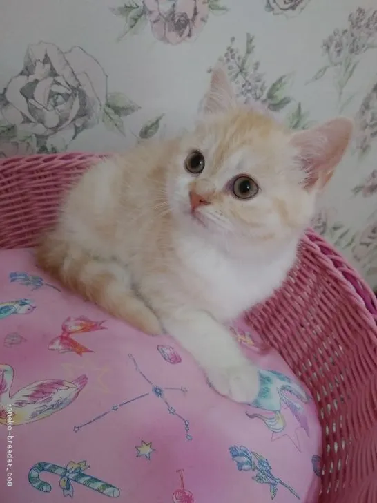 a.s&n.n 様のお迎えした子猫