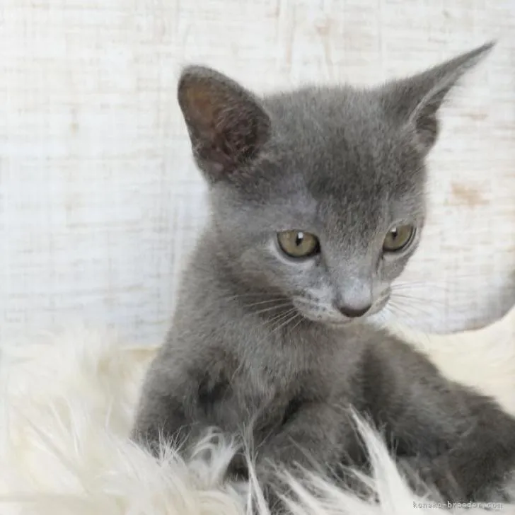 ID：2211-01098の子猫