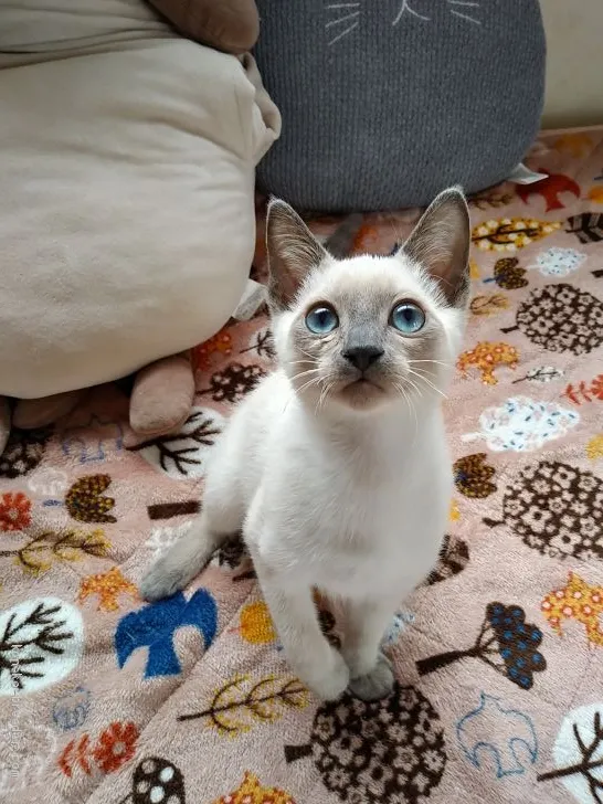 ID:1911-01563の子猫