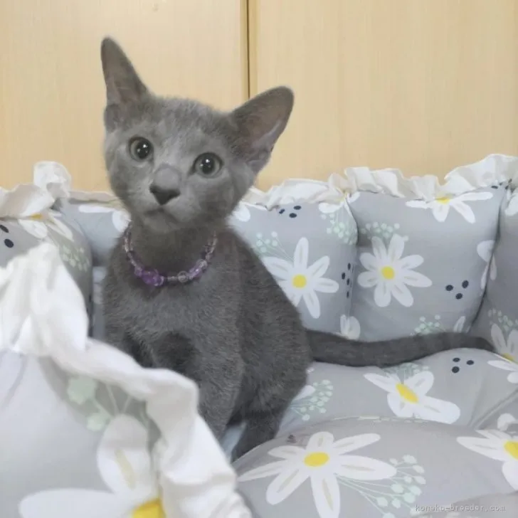 ID:2309-02137の子猫