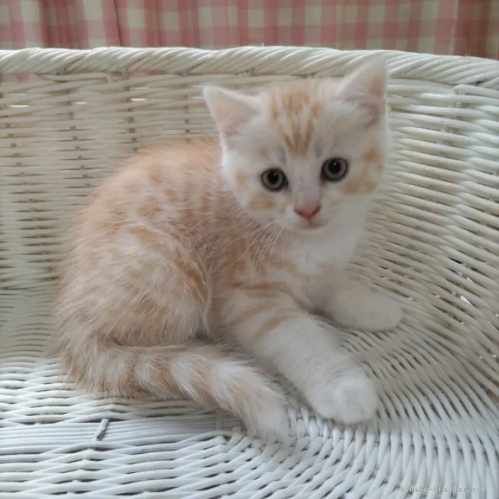 ID:2309-02149の子猫