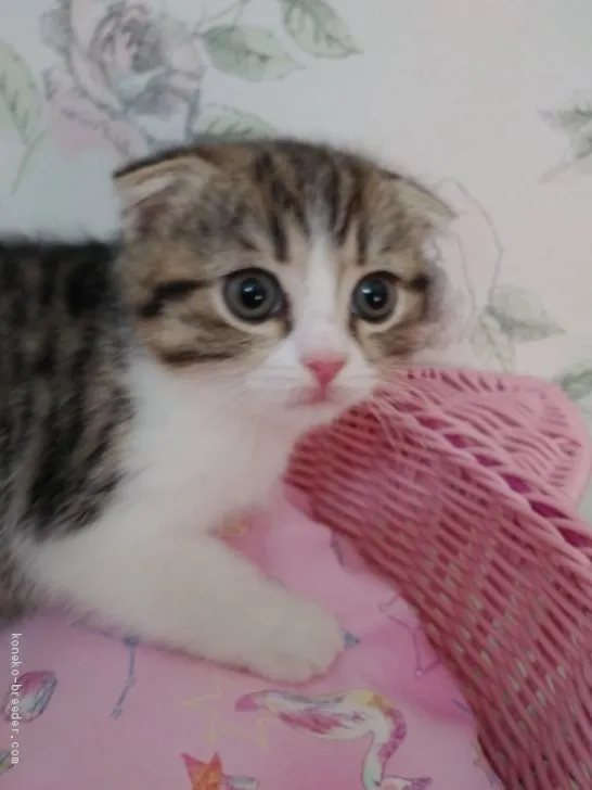 ID：2101-01322の子猫