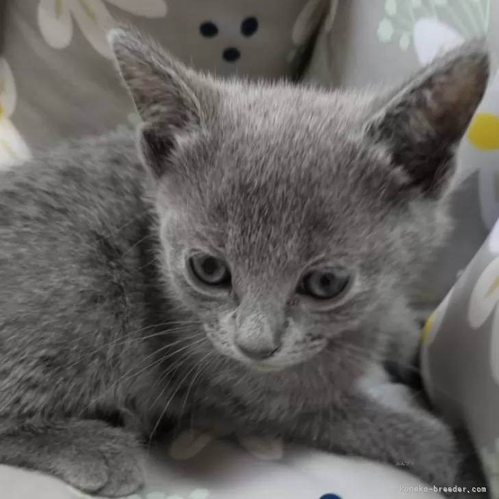 ヒロ 様のお迎えした子猫