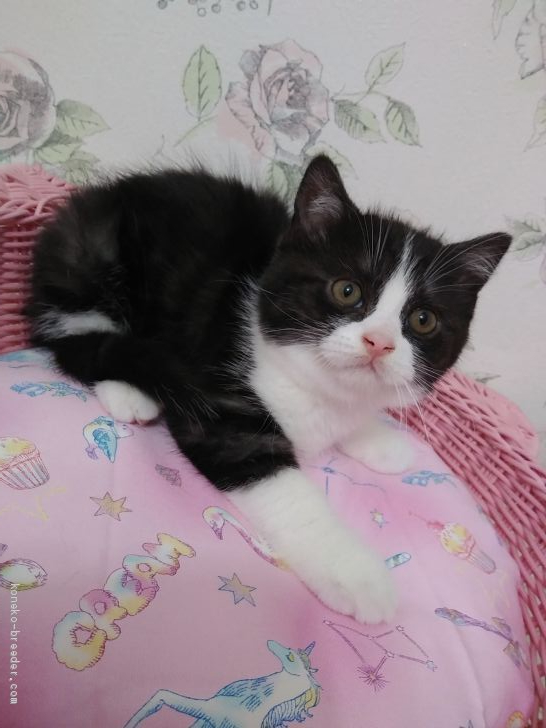 a.s&n.n 様のお迎えした子猫