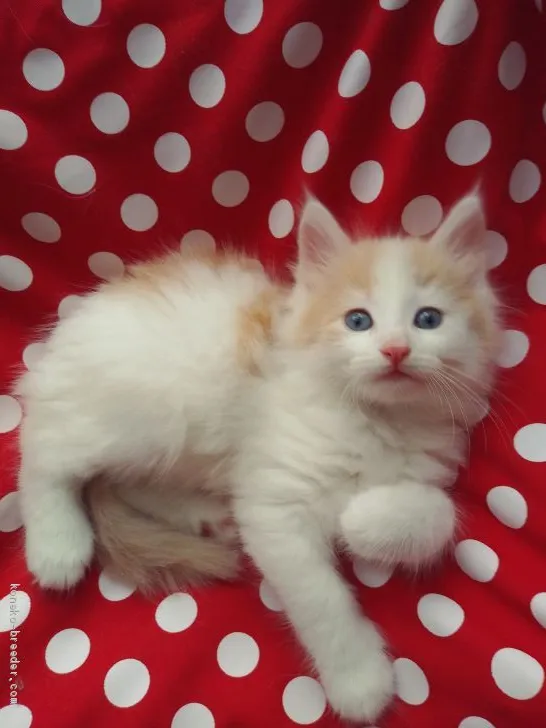 ID:1908-00249の子猫