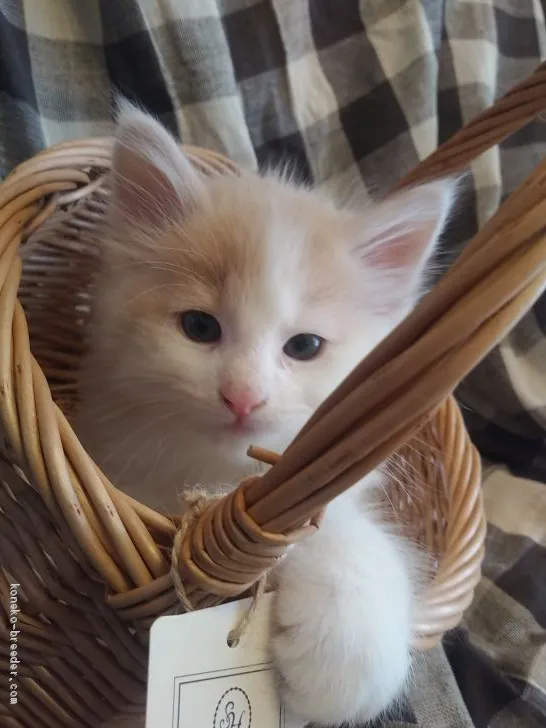 ID：2004-00319の子猫