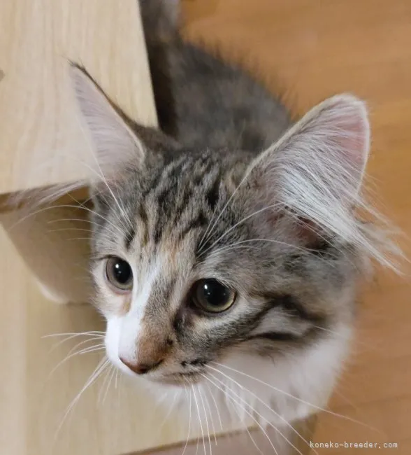 ID:2311-00245の子猫