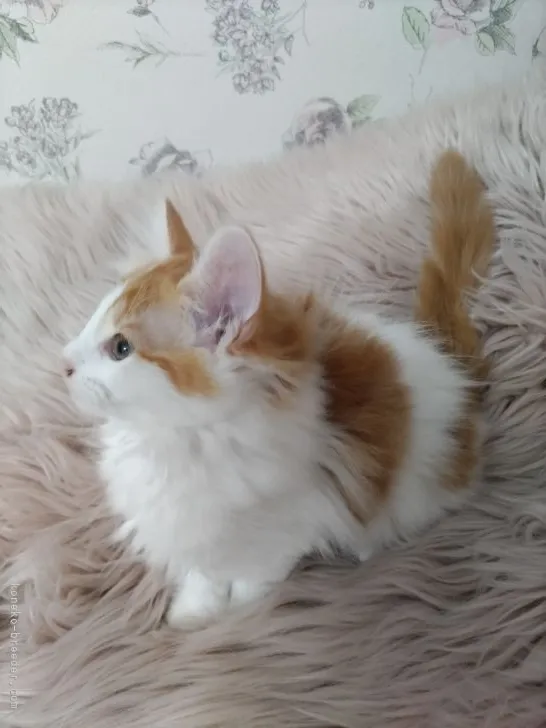 ID:2204-00071の子猫