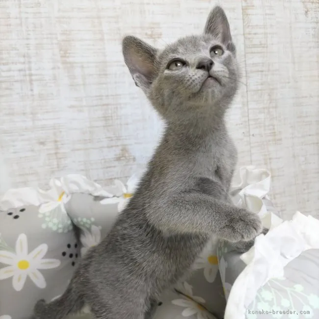 ID:2304-02407の子猫