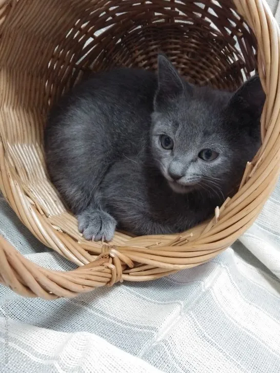 ナオキ 様のお迎えした子猫