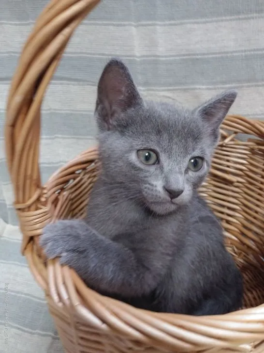 ID:2105-00636の子猫