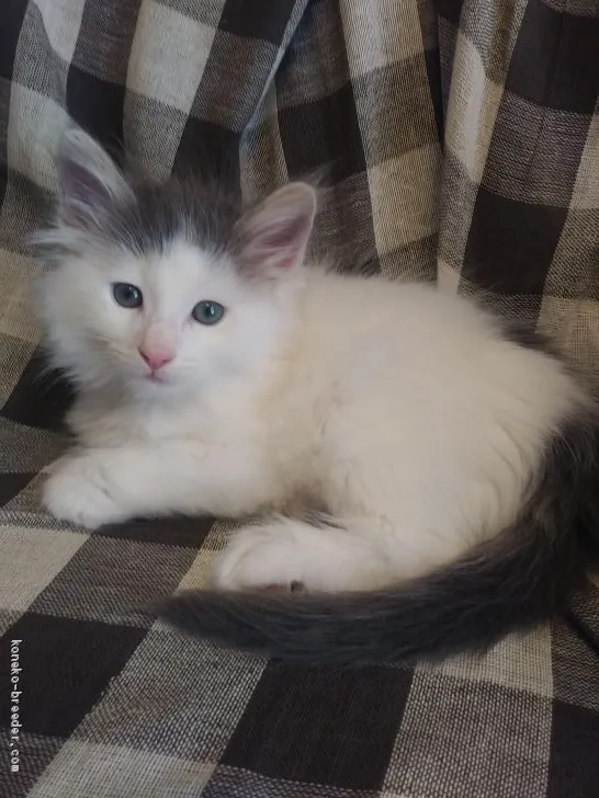 ID:2004-00329の子猫