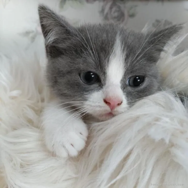 ID:2212-01859の子猫