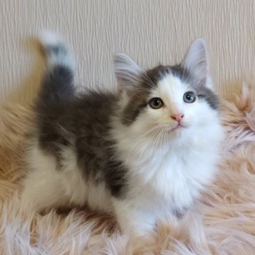 ノルウェージャンフォレストキャット【静岡県・男の子・2023年8月28日・ブルータビー&ホワイト】の写真「🎠キレイなブルーの坊や🎠
モフモフです。」