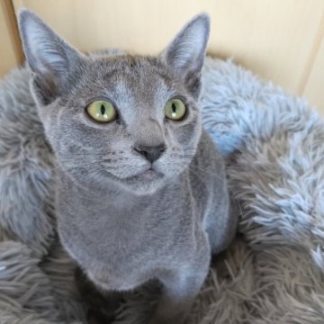 ロシアンブルー【静岡県・男の子・2023年10月25日・ブルー】の写真「ワクチン2回込み🌱
ご見学時にお迎え頂けます。」