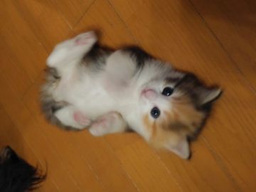 ノルウェージャンフォレストキャット【静岡県・女の子・2019年12月12日・キャリコ】の写真「モコモコのふわふわです(*^.^*)」