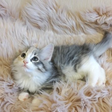 ノルウェージャンフォレストキャット【静岡県・女の子・2023年8月28日・ブルークリーム&ホワイト】の写真「🎠淡いブルーにスポット🎠モフモフです。」