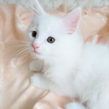 ノルウェージャンフォレストキャット【静岡県・男の子・2023年6月14日・ホワイト】の写真「甘えん坊のひとりっ子です」