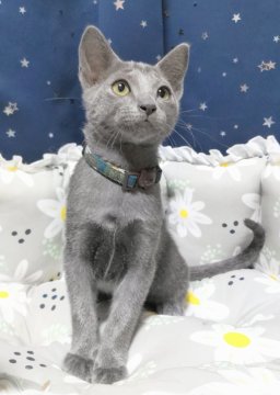 ロシアンブルー【静岡県・男の子・2023年10月25日・ブルー】の写真「ワクチン2回込み🌱
ご見学時にお迎え頂けます。」