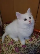 ノルウェージャンフォレストキャット【静岡県・女の子・2020年8月11日・ホワイト】の写真1「もふもふです☺️」