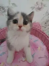 スコティッシュフォールド(立ち耳)【静岡県・女の子・2020年11月26日・ブルークリーム】の写真1「大きな目👀こぼれそうです😊」