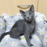 ロシアンブルー【静岡県・女の子・2023年7月20日・ブルー】の写真1「10/20撮影しました。」