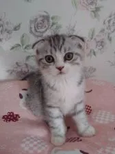 スコティッシュフォールド(折れ耳)【静岡県・男の子・2021年7月12日・シルバータビー&ホワイト】の写真1「初めて生まれてくれたカラーです。アイラインくっきりです🐾」