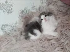 ノルウェージャンフォレストキャット【静岡県・男の子・2022年2月10日・ブルークリーム&ホワイト】の写真1「少し怖がりな僕です」