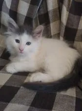 ノルウェージャンフォレストキャット【静岡県・男の子・2020年2月12日・ブラックスモークアンドホワイト】の写真1「はじめまして。僕です(*^.^*)」