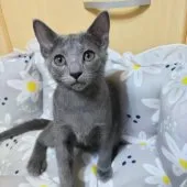 ロシアンブルー【静岡県・女の子・2023年7月20日・ブルー】の写真2「ロシアンにしては比較的静かな女の子ですᏊ˘ ꈊ ˘ Ꮚ」