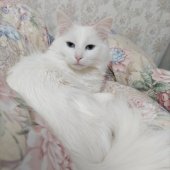 ノルウェージャンフォレストキャット【・女の子・2020年12月19日・ホワイト】「ブルーアイ。」