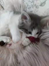 ノルウェージャンフォレストキャット【静岡県・男の子・2022年2月10日・ブルークリーム&ホワイト】の写真3「でも元気いっぱいです」