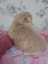 スコティッシュフォールド(折れ耳)【静岡県・男の子・2020年9月20日・クリーム&ホワイト】の写真3「スポットになったら綺麗ですね。」