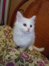 ノルウェージャンフォレストキャット【静岡県・女の子・2020年8月11日・ホワイト】の写真3「お耳きちんと聞こえております。呼ぶと走って来ます(*^.^*)」