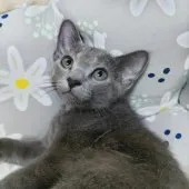 ロシアンブルー【静岡県・女の子・2023年7月20日・ブルー】の写真3「少し内気な子ですがおとなしいロシアンをお探しの方には相性がよろしいかと…。」