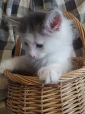 ノルウェージャンフォレストキャット【静岡県・男の子・2020年2月12日・ブラックスモークアンドホワイト】の写真3「坊っちゃんと呼ばれています。もっとカッコいい名前をつけて下さい❕」