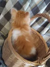 ノルウェージャンフォレストキャット【静岡県・女の子・2020年2月12日・レッドアンドホワイト】の写真4「背中もご覧下さい❕」