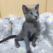 ロシアンブルー【静岡県・女の子・2023年7月20日・ブルー】の写真4「体調良好 体重10/27  1.5キロです。」