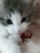 ノルウェージャンフォレストキャット【静岡県・男の子・2022年2月10日・ブルークリーム&ホワイト】の写真4「近っ…」