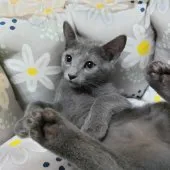 ロシアンブルー【静岡県・女の子・2023年7月20日・ブルー】の写真5「リラックスฅ^•ﻌ•^ฅ」