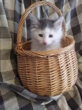 ノルウェージャンフォレストキャット【静岡県・男の子・2020年2月12日・ブラックスモークアンドホワイト】の写真5「こんな僕ですがお迎えを待ってます❕」