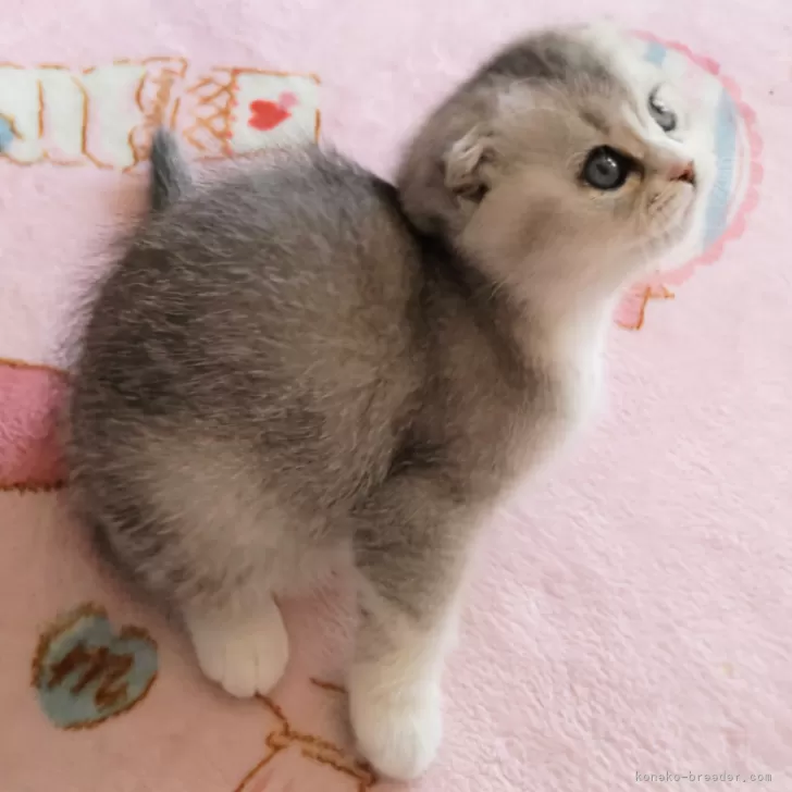 ID:2502-01974の子猫