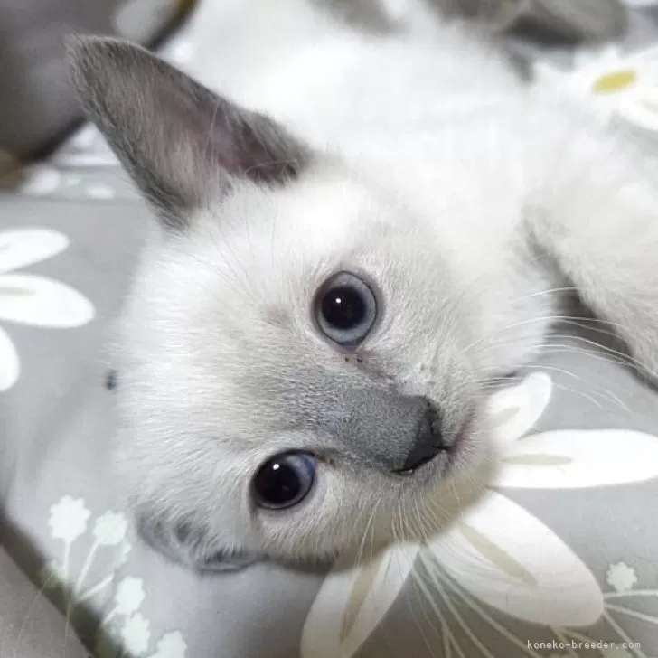 ID:2505-03242の子猫