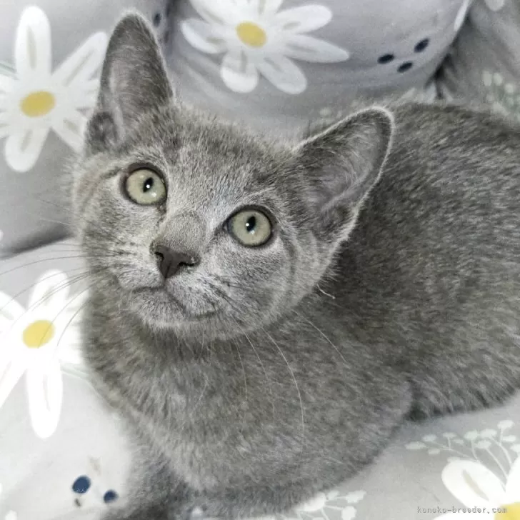 ID：2508-02348の子猫