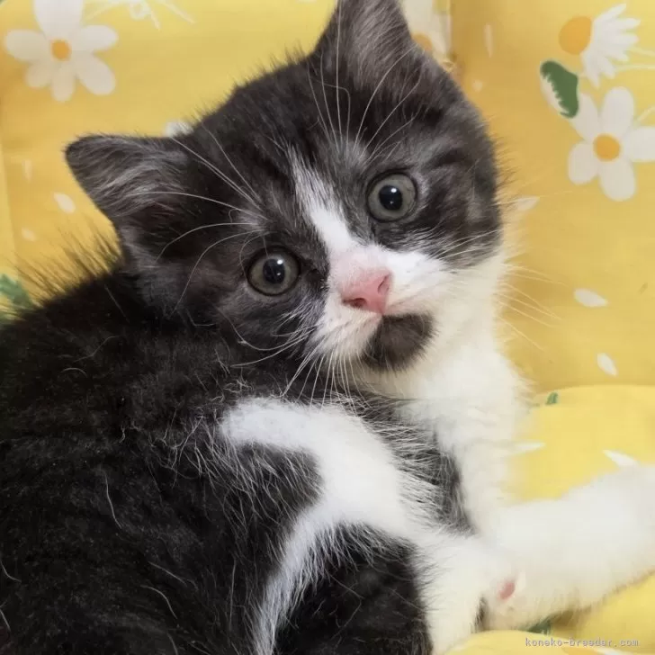 ID:2507-02868の子猫